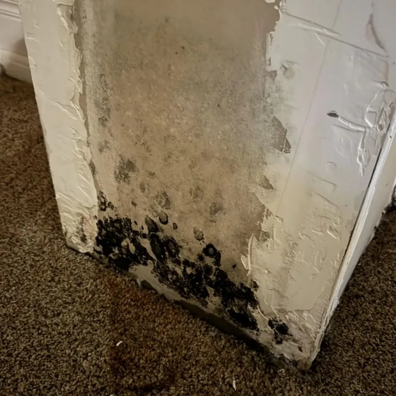 Professional Mold Removal in Boley, OK